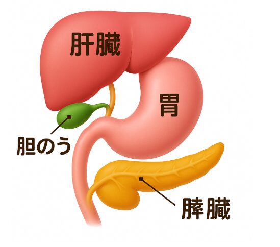 知っておきたい！臓器の位置とその機能をわかりやすく解説 | ちょっと気になる調査局